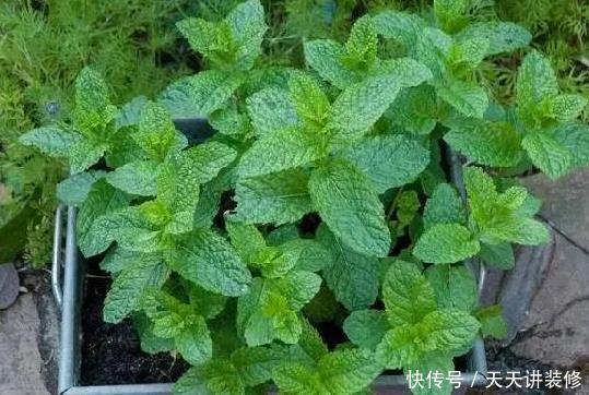  「旺盛」夏季最爱爆盆花草，不惧酷热，越晒越开花，越热长的越旺盛