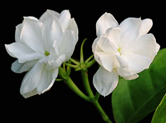  [观赏价值]此款花卉媲美玫瑰，花大色艳，观赏价值高，花型圆滚奇特惹人爱