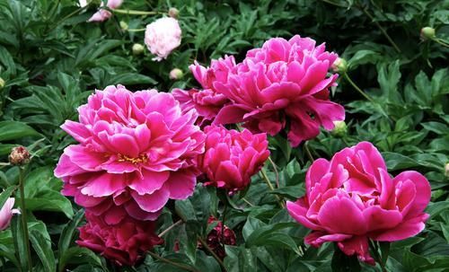  [正确]浇水正确，花卉不烂根，花色绚丽，花大花期长