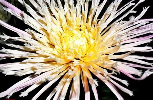 『玉手』喜欢赏菊,就养盆“珍稀名菊”千手观音,似芊芊玉手,艳丽妖娆