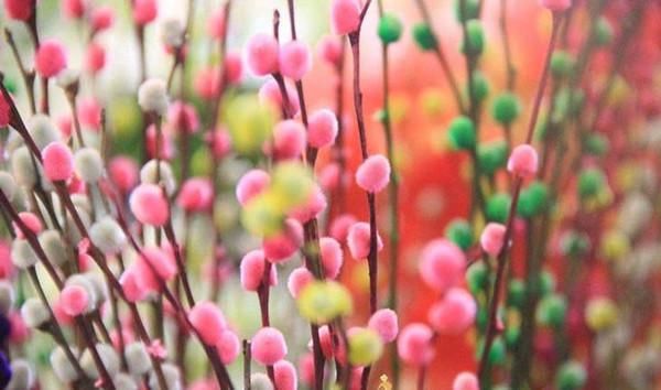  #孩子们#十日谈 | 水插银柳开花好兆头