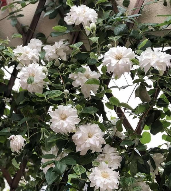  『观赏价值』此款藤本花卉，观赏价值高，多季节开花，种植容易，室内也能养