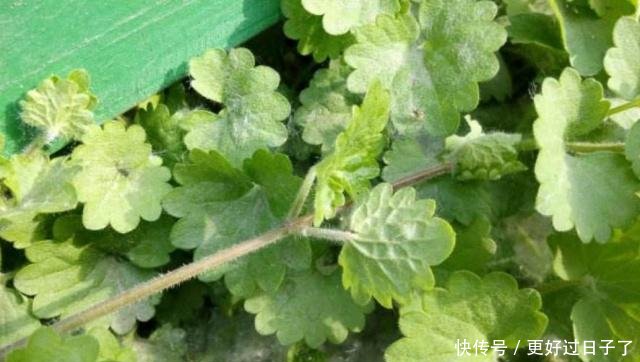 这种野草叫做活血丹，农村老人也叫它透骨风，你们知道有啥价值吗