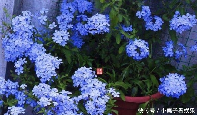 『寓意』花期时间比较长的4种花,寓意“仕途长长久久”,很多人已经在养