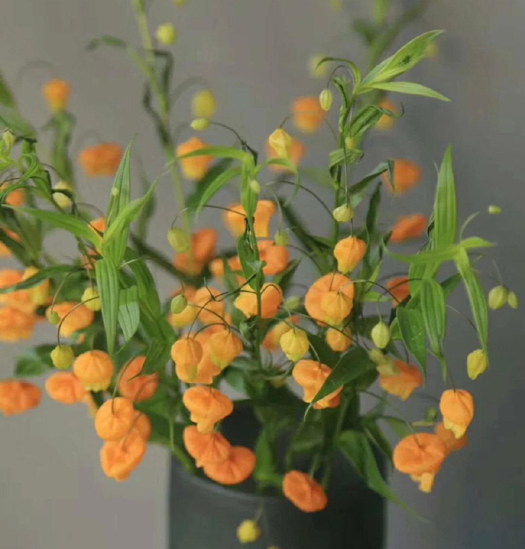  【稀少】号称是鲜花中的爱马仕，枝干上挂满了一盏盏小宫灯，数量稀少且价格奇高