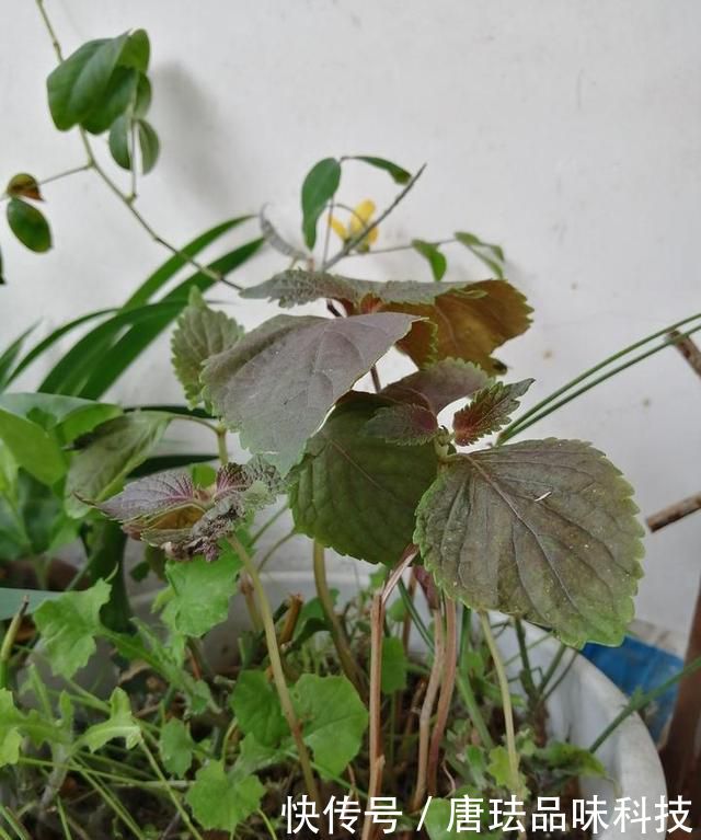 花盆@春天来了，酸咪草都开了，紫苏都种活了！