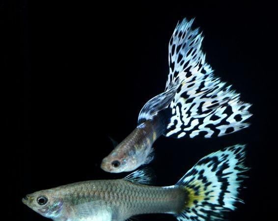  【均表现为】孔雀鱼太好繁殖啦，所以孔雀鱼的品种多到让你数不过来！