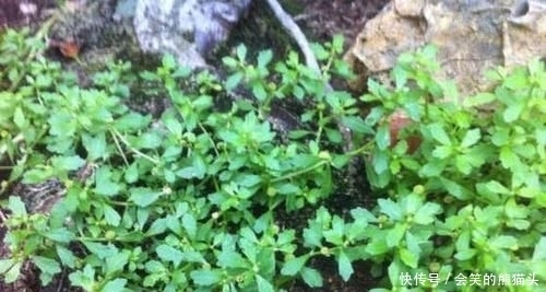 养花久@1种野草,人称“鹅不食”,农民砍了当柴烧,殊不知,能治咳喘