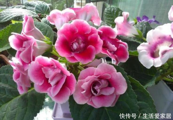  『大岩桐』4种花好养花期长，沾土就活，给点阳光就灿烂，一开就是300多天！