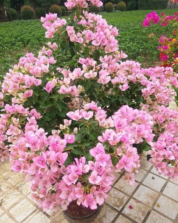  三角梅：见过“三花聚顶”吗，三角梅的枝头，掐一掐一变三，瞬间开满盆
