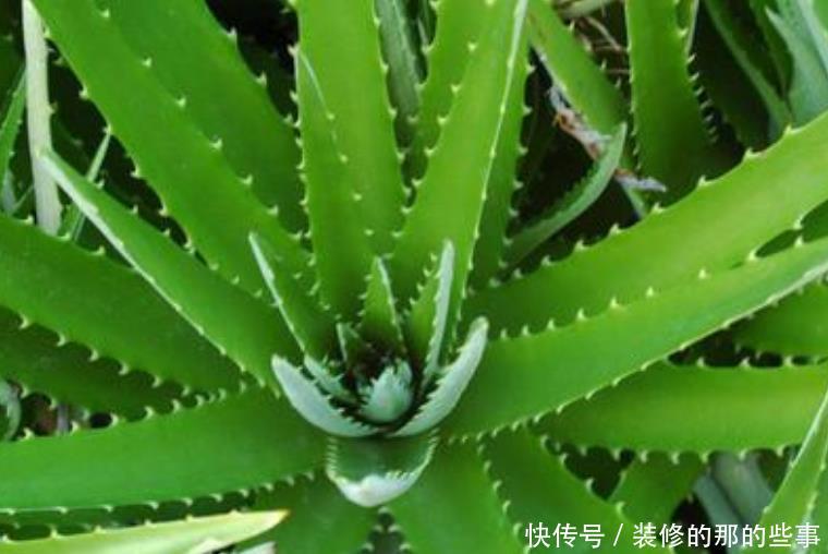 『长寿花』卧室万万要放4种植物,相当于给家里招财,难怪有钱人住富裕