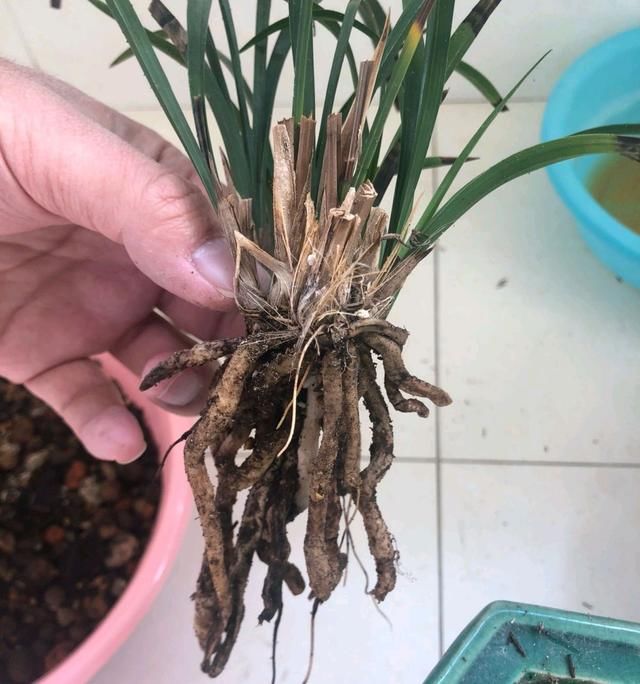  #来看网友#兰花专用土是万能养兰土？使用不当盆土长期湿漉漉，兰花空根烂根