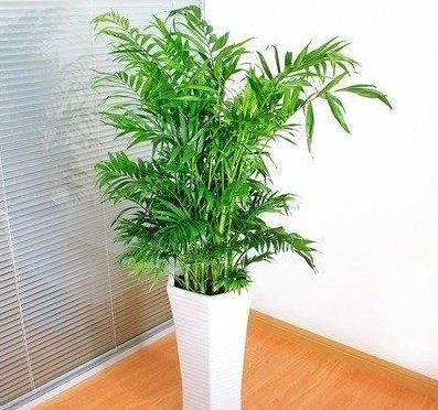  植物@客厅绿植摆放有讲究！两摆，一不摆，装潢华丽，格调提升