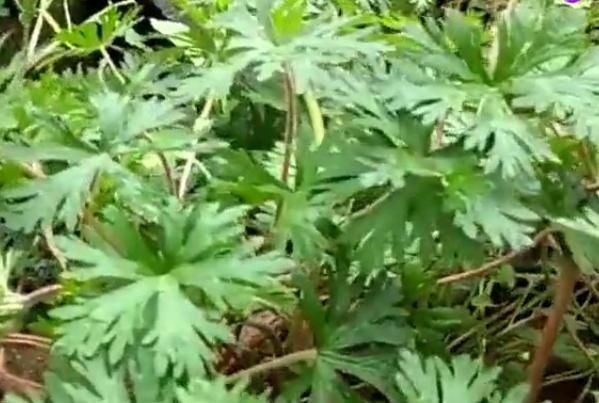  「作用」农村这野草的名字十分霸气，是药王孙思邈所赐，有活血