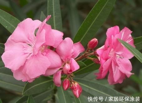 「美艳」此花是花中小清新,花开清新靓丽,似仙子般优雅怡舞,美艳动人!