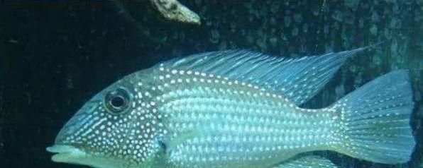  #水族市场上#美洲慈鲷之美，您细品