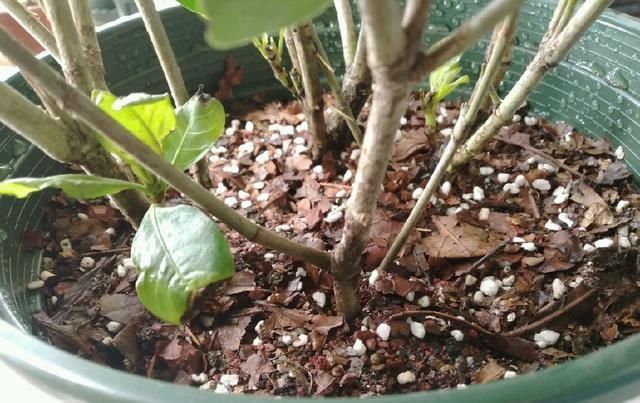  #栀子花#养了2年的栀子花，一换盆就死了，问题不在花身上，在你身上