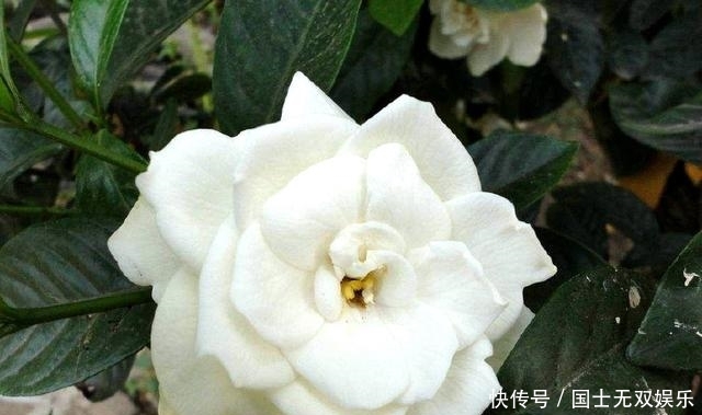  要注意■2种酸酸的废渣，养护栀子花茉莉花作用大，花开满枝，砰砰爆盆