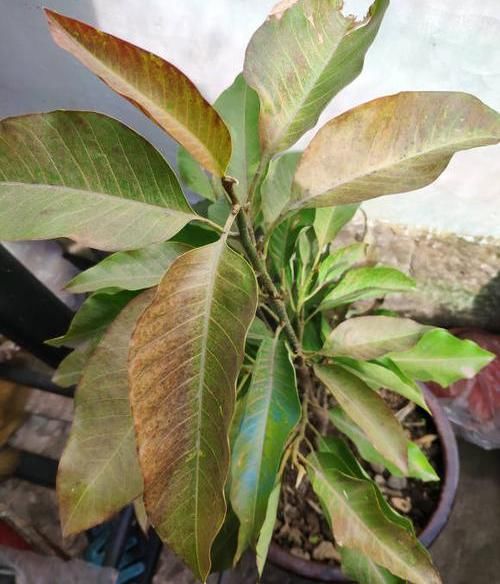 花草：离家时间久，花草都蔫了，一刀下去“剪光光”，30天新芽长满枝