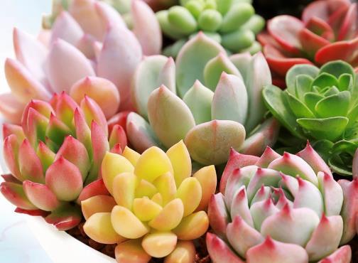  『不再』想判断多肉进入休眠期，只需看准4个地方，让你不再收空盆！