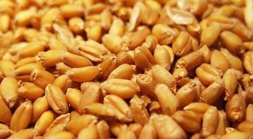  【筑巢材料】黯然销魂麦窝料制法宝典