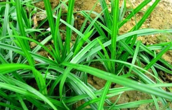 农村有一种野草，以前总是被农民拔掉，现在却卖20元1斤