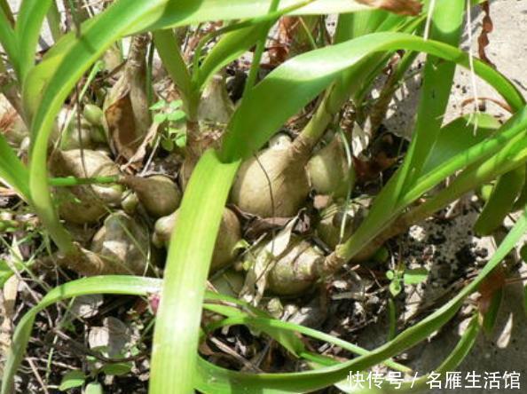  万年青@养殖虎眼万年青该怎么浇水？弄清前提、时机，植株越长越旺