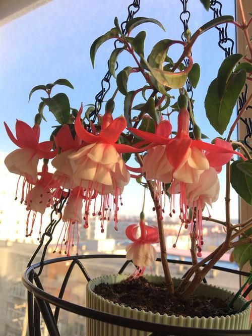  「美艳」喜欢菊花，不如养这四款花，开花稠密又美艳，花朵美丽爆大盆