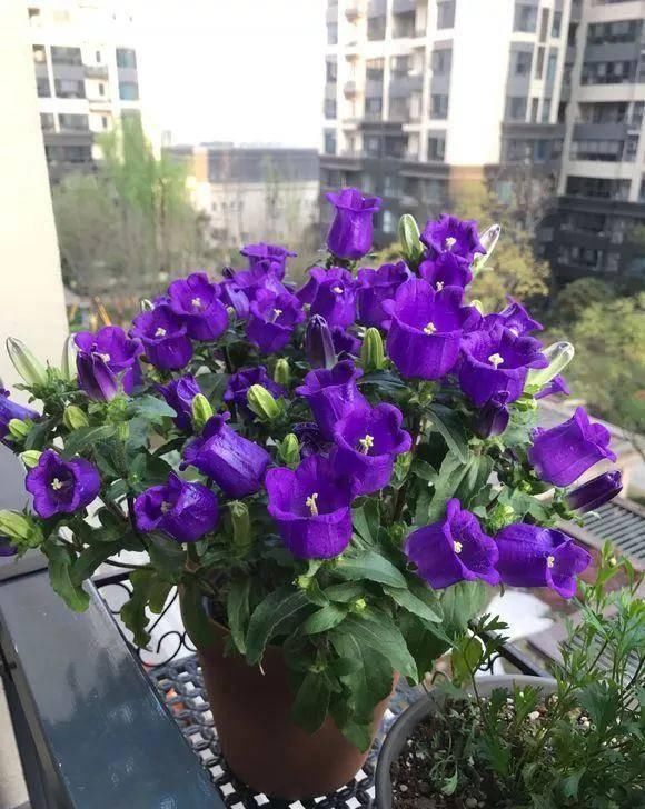  『植株开花之后』.这几种开花是紫色的植物，养在家里紫气东来