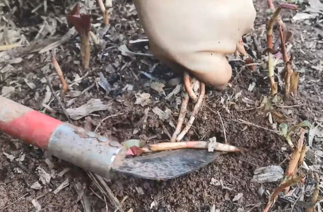 农村农田里的折耳根又密又壮，在集市卖5元一斤，姑娘越割越上瘾