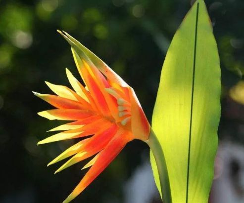  #家养#家养五种花,花开一丛丛,繁花似锦,美如仙境!