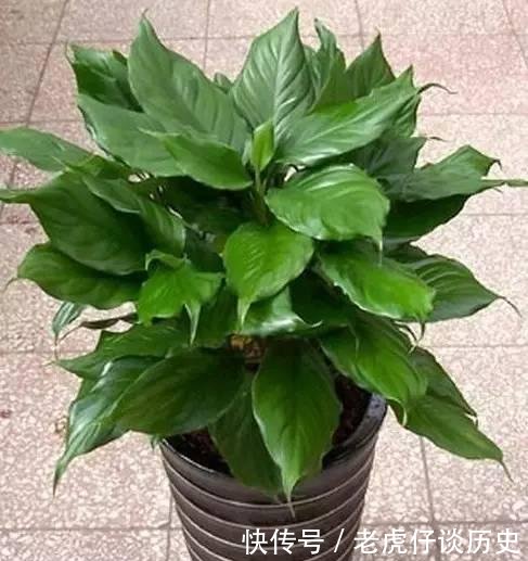 『懒人』为懒人准备的6种盆栽花卉, 一两个月忘记浇水也能活得滋润