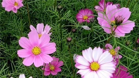 『开花』1种花耐旱好养,盆盆开花旺,养在阳台变“花海”