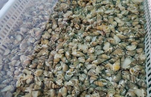 节前东港探海鲜：价格略涨还是便宜，商家说几个节日赚钱平时微利