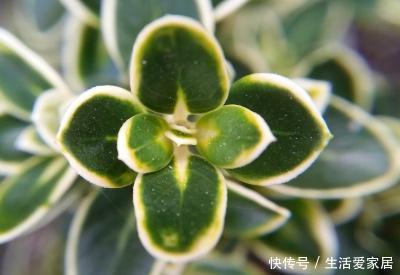 黄叶:六月雪黄叶是什么原因