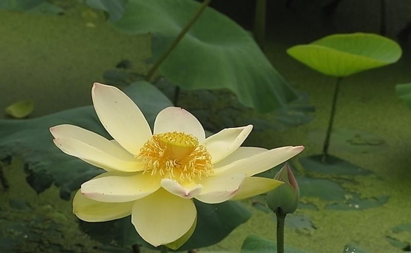  养花■喜欢养花不如养盆昙花开花的时候美丽高贵，清香四溢。