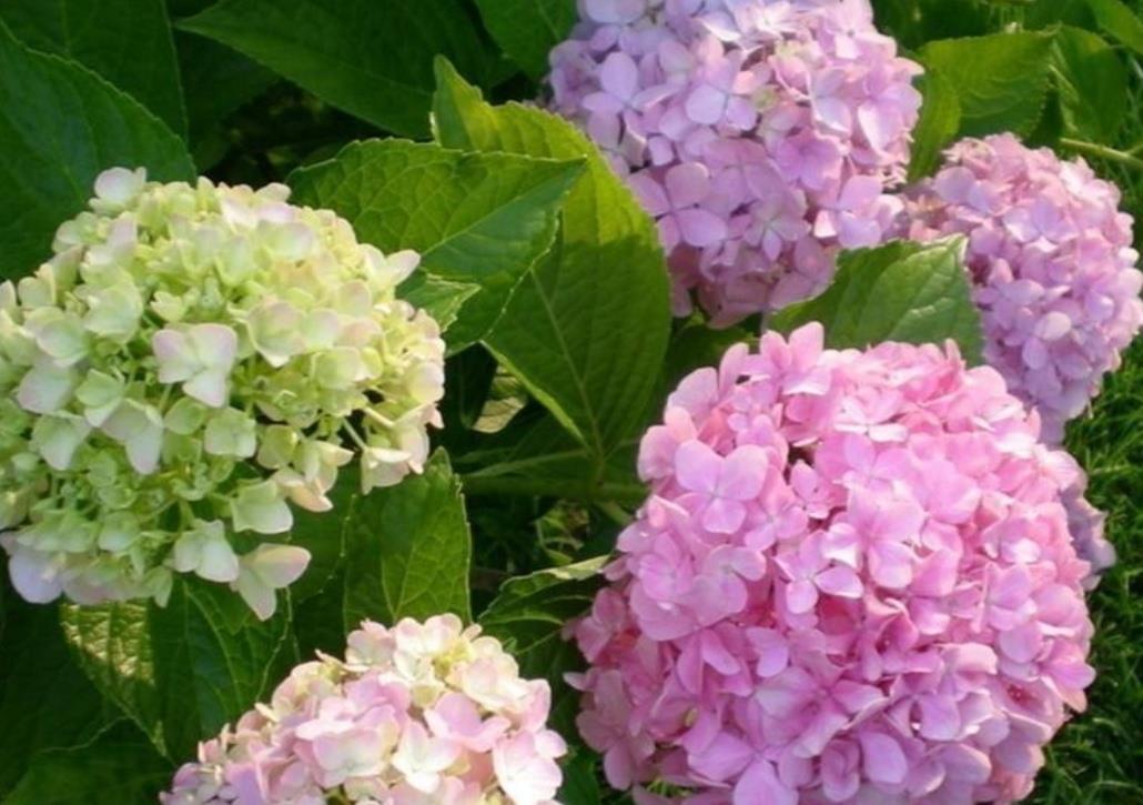 用偏酸性:绣球可以改变花色,只要做好这几件事,开出梦幻般的花朵