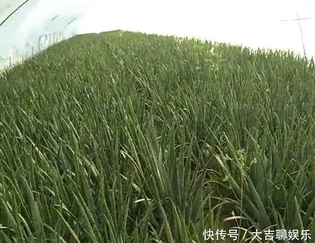 农民地里不种农作物种“仙人掌”一株卖百元，年赚三十万！
