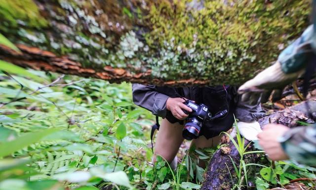 告诉你一个事实千万不要惊讶 距离成都百公里有个“非洲丛林”！