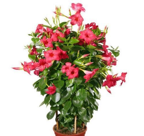  「扦插」这种花比绿萝都好养，枝条沾水就生根，太阳一晒就开花！