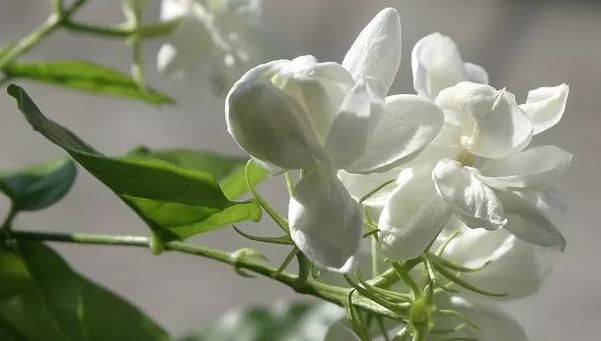  盆栽：叶色翠绿，花朵洁白，香气浓郁，要想其观赏性好，得学会修剪