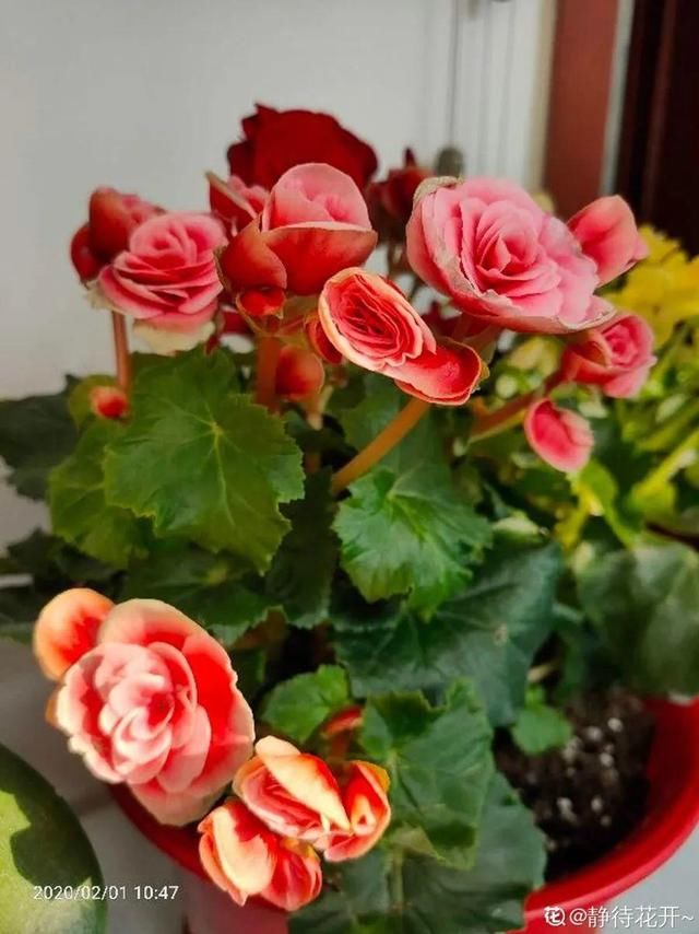 「图片作者」10种花,春天不能晒,躲屋里最安全!
