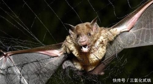  时常@它携带病毒被称为“毒王”，晚上钓鱼时常遇到，钓鱼人最好能避开