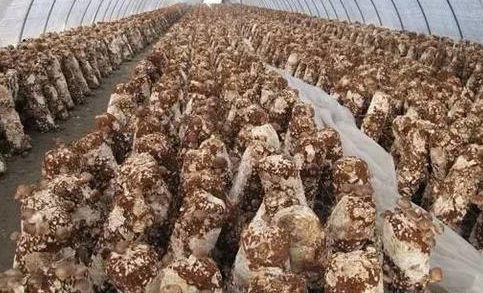  香菇种植■亩产达4万斤，晒干60元一斤，已经有人种植成功，可借