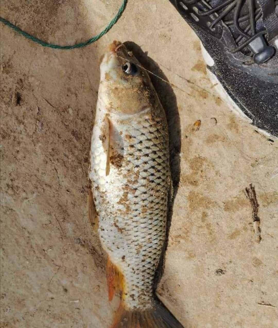  滩区|分享：黄河滩区野钓时遇见的鱼星，快速改变钓法追星试钓立马见效