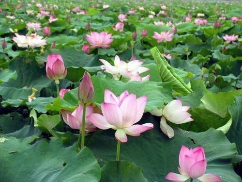  「要想」大缸养荷花，要选多大口径多深的缸呢，几月份栽合适