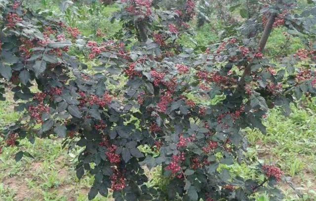 农村山上一种“小葡萄”，120元一斤价值珍贵，农民开始大量种