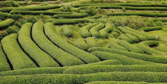  风景：茶山风景无限美！茶山的美让我们心动！