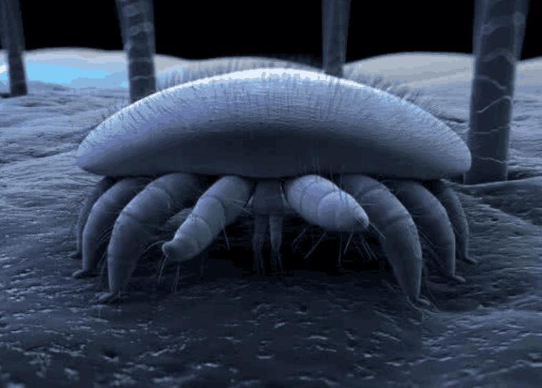 提醒: 后背出现4个征兆, 代表螨虫在“偷吃”, 并发症跟着来