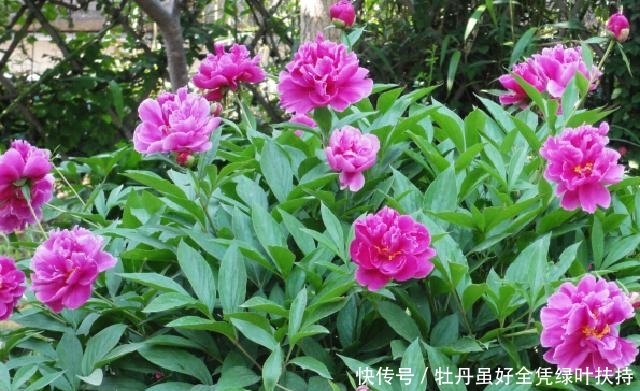 『名花』想学养花,不如养盆“阳台名花”勺药花,鲜艳欲滴,高傲娇艳